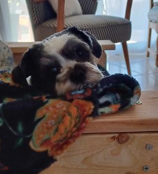 Vétérinaire Clinique Vétérinaire VPLUS de Sainte Eulalie 1