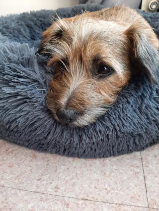 Vétérinaire Synervet 0