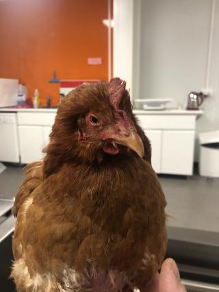 Vétérinaire Clinique Vétérinaire du Val des Usses 0