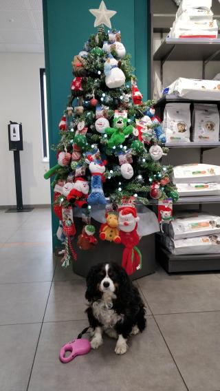 Vétérinaire Clinique Vétérinaire de Puvenelle 2