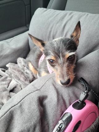 Vétérinaire Clinique Vétérinaire du Marché 0