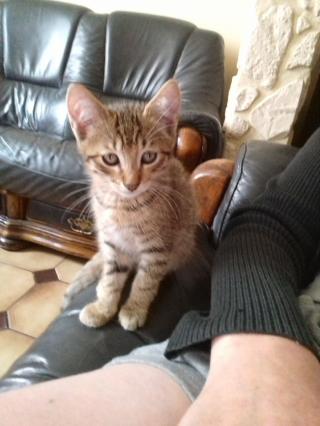 Vétérinaire Docteurs Caron et Maury 0