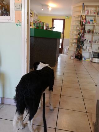 Vétérinaire Clinique Vétérinaire Terrier Blanc - Montmorillon - Sevetys 2