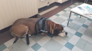 Vétérinaire Cabinet vétérinaire Ecommoy 2