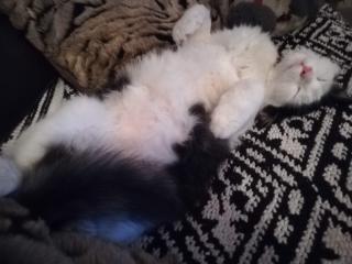 Vétérinaire Vétérinaire des Farigoules 1