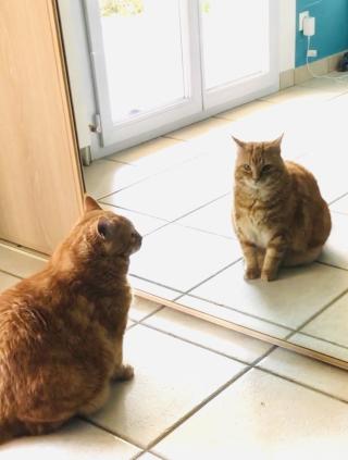 Vétérinaire Clinique Vétérinaire Orion 0