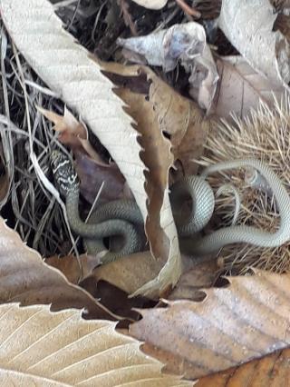 Vétérinaire AV3S Clinique Vétérinaire 0