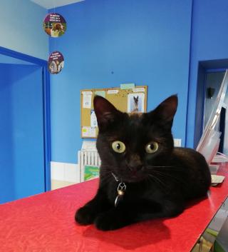 Vétérinaire Cabinet vétérinaire médicochirurgical - Rosset Arnaud 0