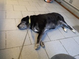 Vétérinaire Cabinet Vétérinaire Canche et Authie 0