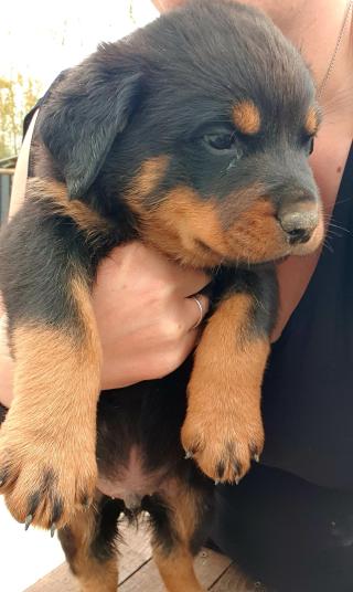 Vétérinaire Cabinet Vétérinaire Canche et Authie 2