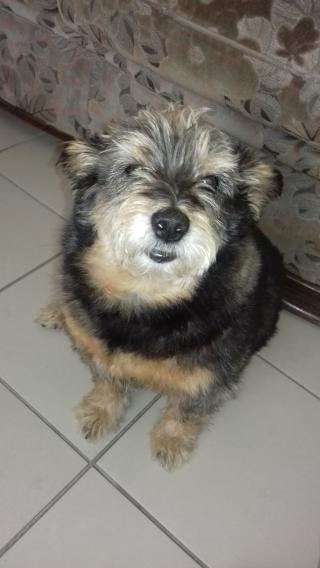 Vétérinaire Clinique Saint Hubert 0