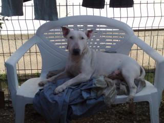 Vétérinaire Clinique Veterinaire Sainte Claire 0