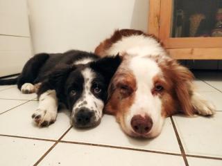 Vétérinaire CLINIQUE VETERINAIRE du Dr MAGNE 0