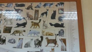 Vétérinaire Clinique Vétérinaire des Docteurs Bianchi Delphine Michet Bastien Muller Philippe et Gérard Nis 0