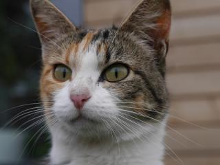 Vétérinaire Clinique Vétérinaire des Rives du Chéran 1