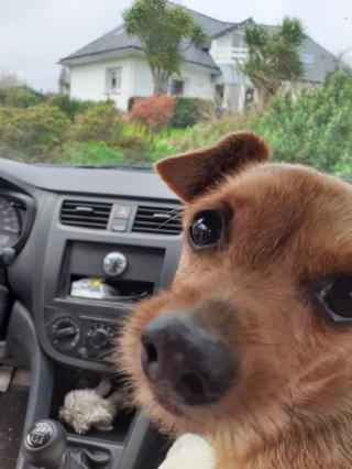 Vétérinaire Clinique Vétérinaire de Pleyber-Christ 0