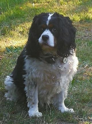 Vétérinaire Clinique Vétérinaire de la Ronde 1