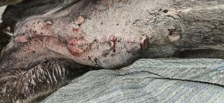 Vétérinaire Clinique vétérinaire Les Quat' Pattes 0