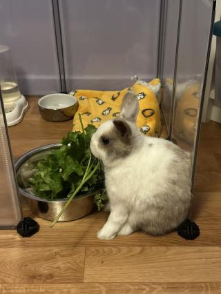 Vétérinaire Clinique vétérinaire L'arche des NAC 1