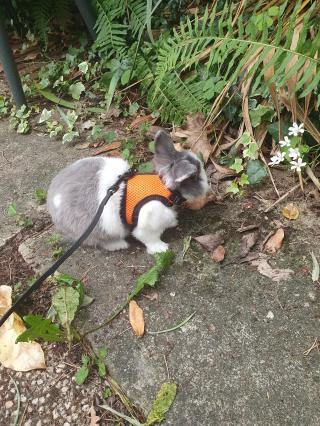 Vétérinaire Clinique vétérinaire L'arche des NAC 0