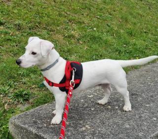 Vétérinaire Clinique vétérinaire Saint Roch - CM VET ( Centre Manche Vétérinaires) 2