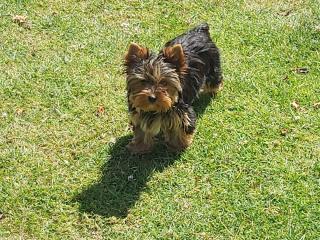 Vétérinaire Clinique vétérinaire Saint Roch - CM VET ( Centre Manche Vétérinaires) 0