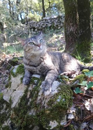 Vétérinaire Clinique vétérinaire VETEA 0